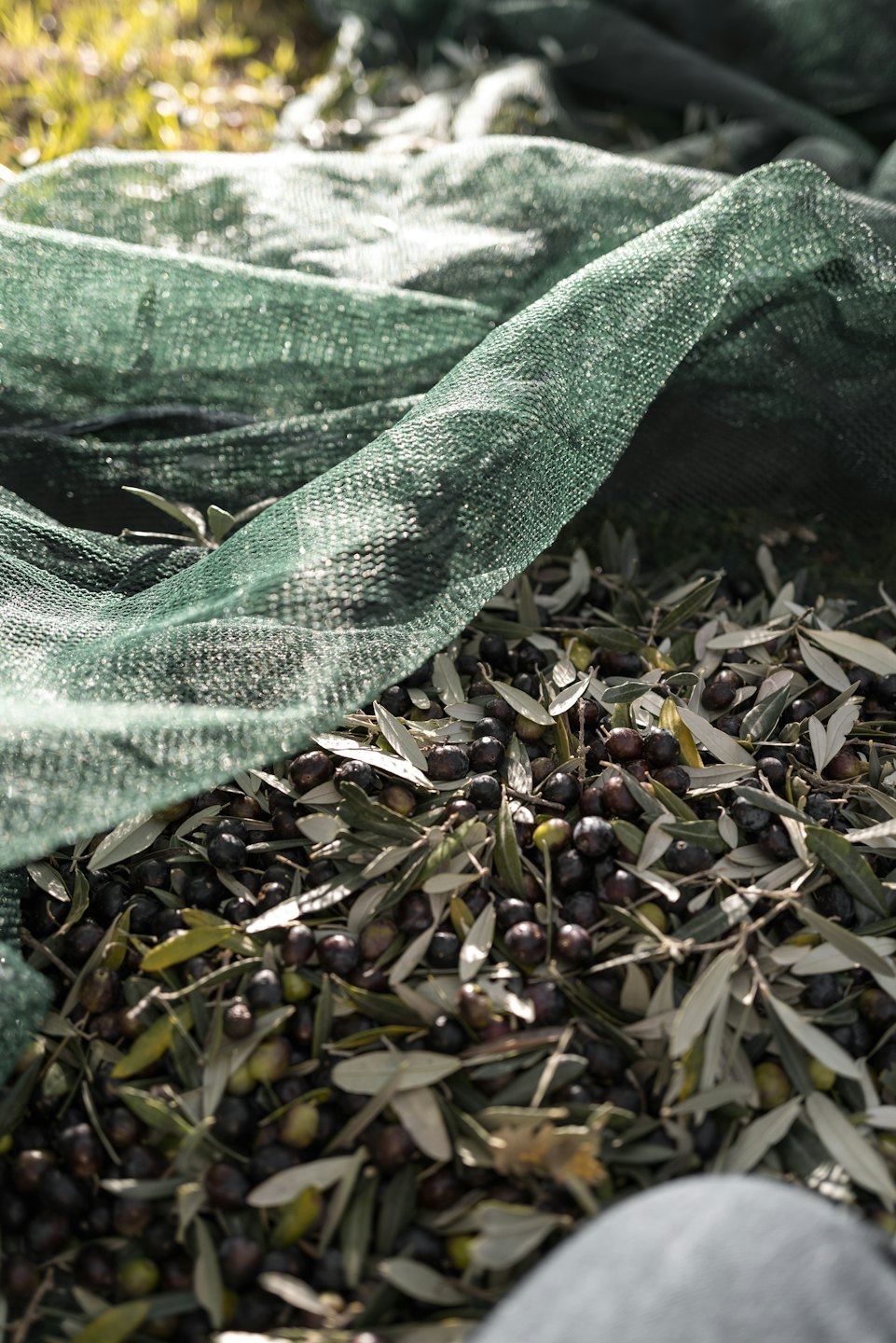 Aceitunas recién cosechadas y hojas verdes apiladas sobre una red.