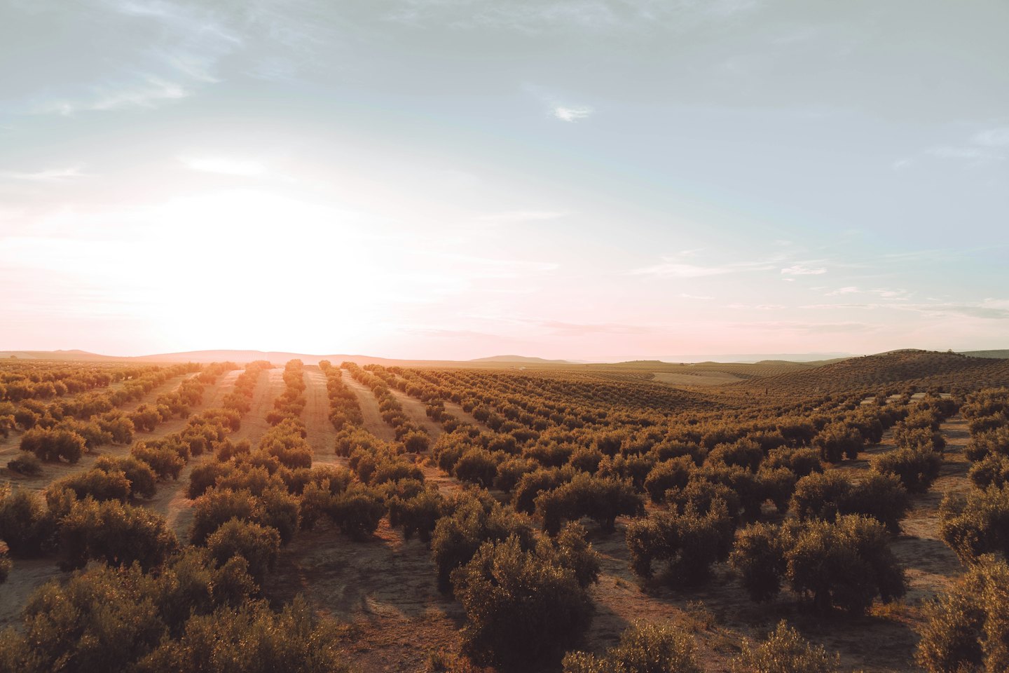 Olivos se extienden por colinas onduladas al atardecer.