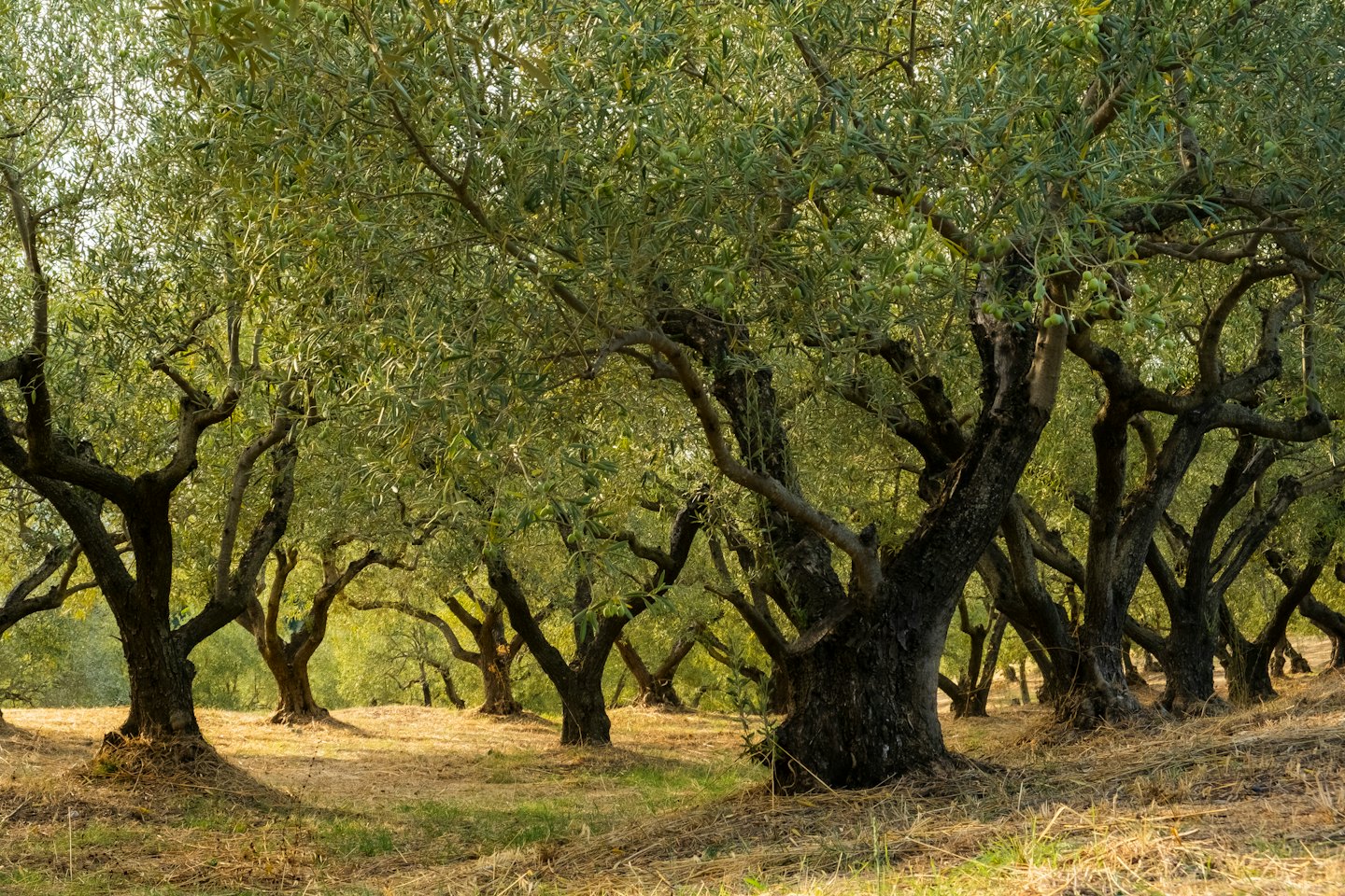 Luz del sol filtrándose entre olivos retorcidos en un campo.