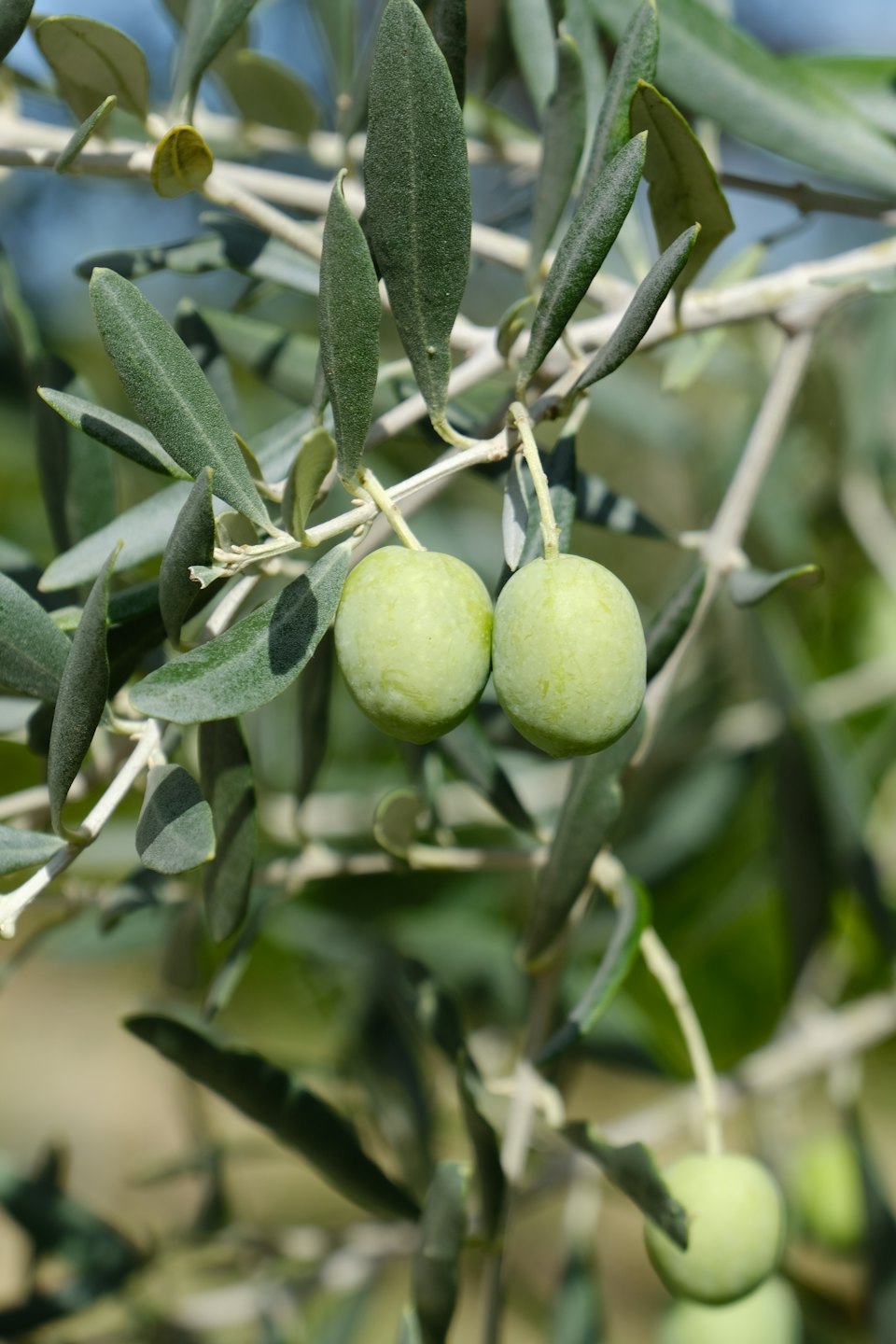 Dos aceitunas verdes sin madurar colgando de la rama de un olivo.