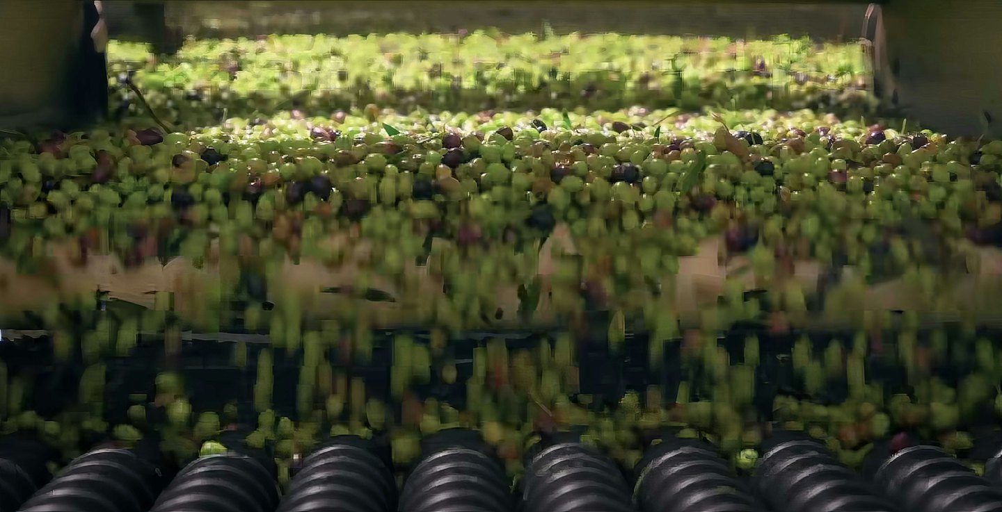 Aceitunas verdes y moradas se mueven por una cinta transportadora industrial.